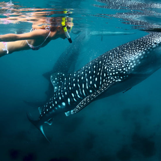 Oslob, Cebu (Swimming with Whalesharks)